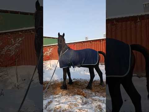 I M Talking To Silkway Recommendations Horse Horses Horseriding On Fyp Horsegirl Horsefan