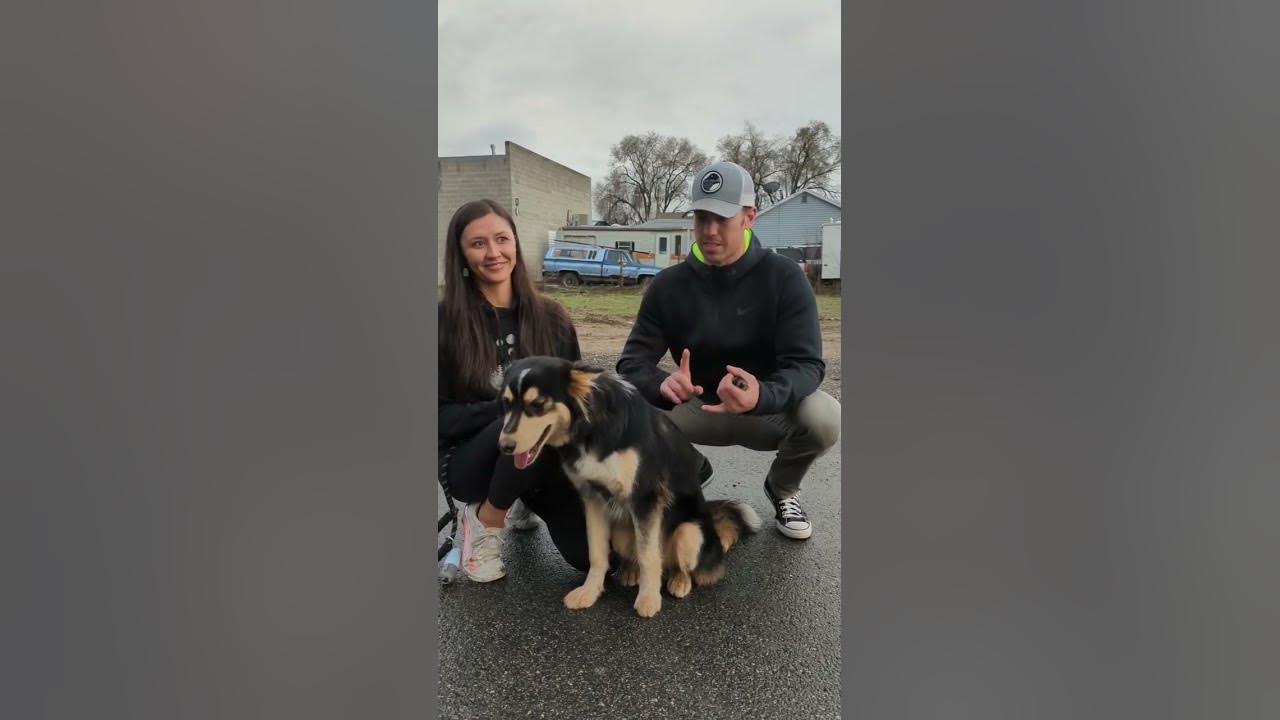 Dog Training West Jordan Tip Top K9 Reviews YouTube dog-training-west-jordan-tip-top-k9-reviews-youtube