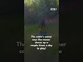Moose seen playing tetherball at Bear Lake