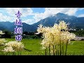 Blooming Cluster‐amaryllis in the terraced paddy field. 寺坂棚田 #4K