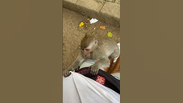 Monkey Forest Ubud🐒 #aroundtheworld #Indonesia #Bali #Ubud #monkey #travel #trip #ontour