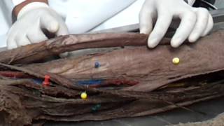 Do músculo coxa anatomia da