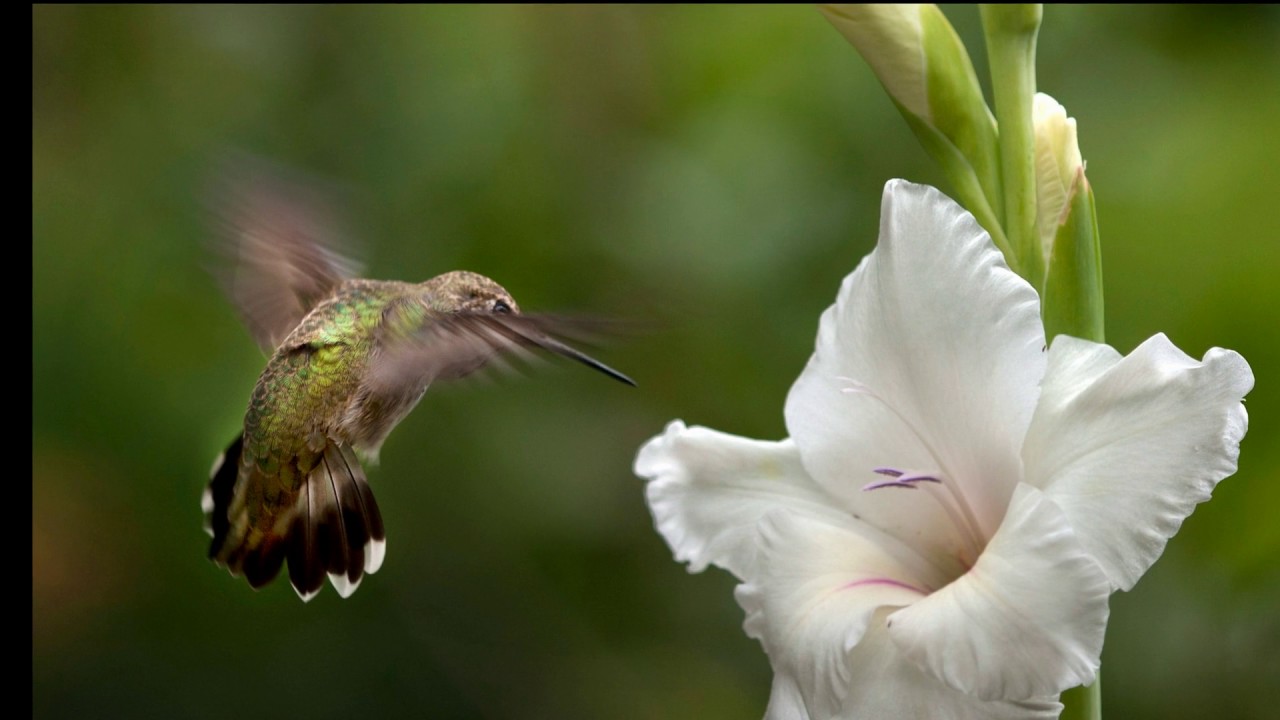 Hummingbird Preview Show