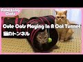 【猫おもちゃ】みつまたプレイトンネルで楽しく遊ぶ猫たち- Cute Cats Playing In A Cat Tunnel -