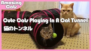 【猫おもちゃ】みつまたプレイトンネルで楽しく遊ぶ猫たち- Cute Cats Playing In A Cat Tunnel -