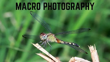 Macro Photography - Stink Bugs, Dragonflies and a Bug Killer!