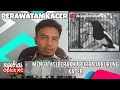 cara mengatasi berak kapur pada Kacer | Kacer mania