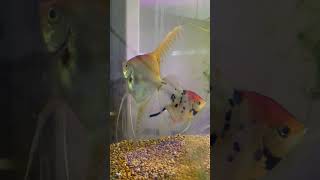 The proud Koi Angelfish parents.