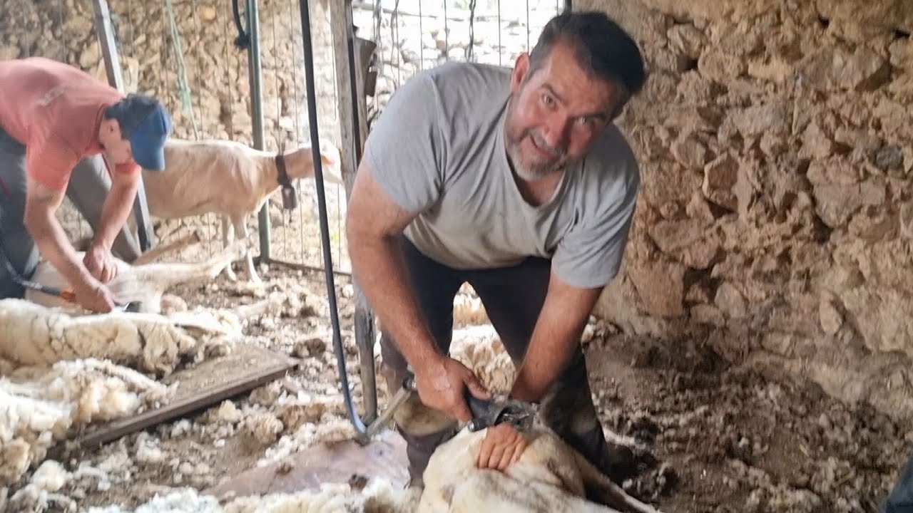 Esquilamos las ovejas