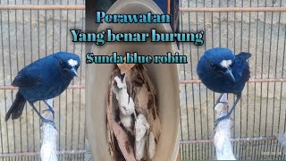 Perawatan sunda blue robin agar gacor