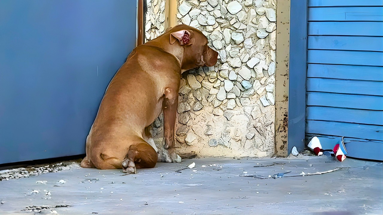 She Saved a Dog Waiting to Die — The Dog’s Incredible Reaction