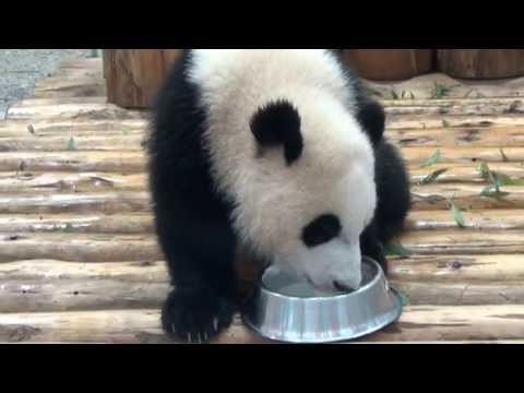 アドベンチャーワールド　パンダ　優浜のミルクタイム（2013/06/25）