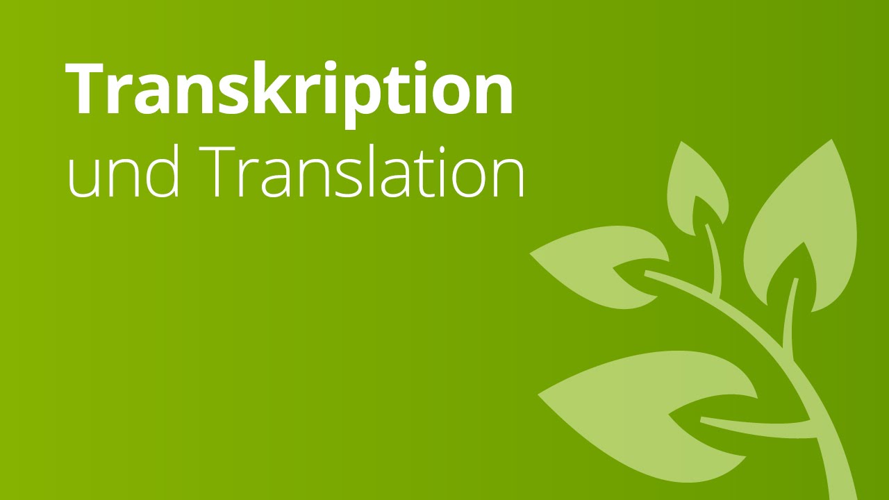 De Vorgänge Translation und Transkription | Biologie | Genetik und ...