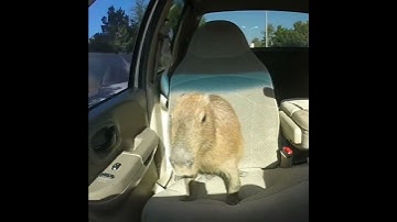 Capybara in da car HD 🥶