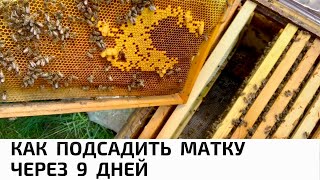 КАК ПОДСАДИТЬ  МАТКУ  ЧЕРЕЗ  9  ДНЕЙ