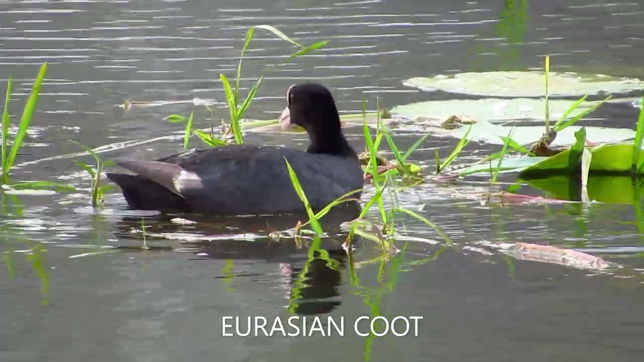 EURASIAN COOT
