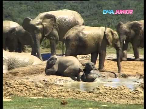 Teletubbies   Gli elefanti