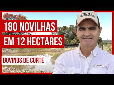 180 NOVILHAS em 12 HECTARES - Rotacionado Adubado e Irrigado #parte2