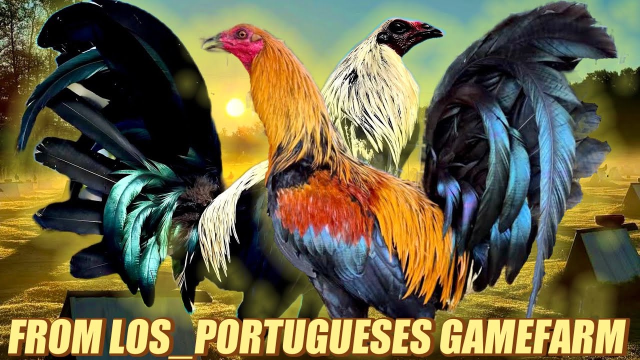 Muff Grey Hatch Cardinal And Lemon Hatch Leiper - FROM LOS_PORTUGUESES GAMEFARM