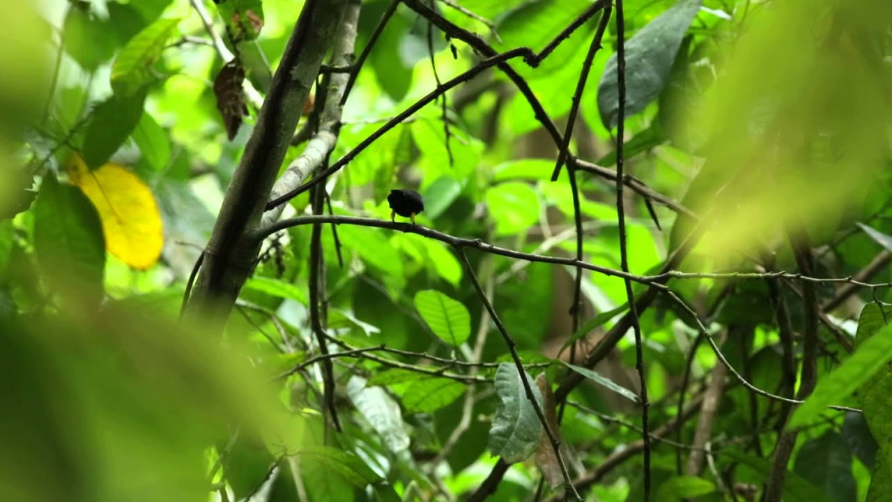 Red-capped Manakin キモモマイコドリ 