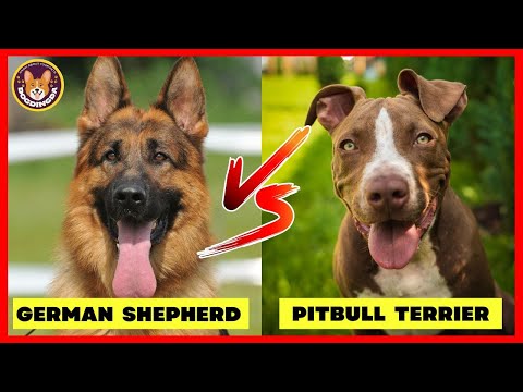 American Pit Bull Terrier Vs German Shepherd Comparison