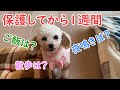 保護犬トイプードルが来て1週間