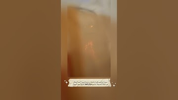 سورة إبراهيم تلاوة خاشعة و حزينة لشيخ أحمد البيطار من صلاة الخسوف  14\3\1447 الشيخ أحمد البيطار
