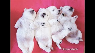 Cute Westie Puppies in a Funny Movie  Small and Strong Westie Puppies Sure to Make You Smile