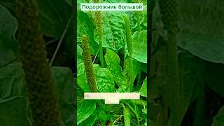 Лечебные свойства Подорожника большого#травы#лечениетравами