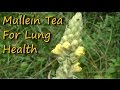 Easy To Make & Healthy Mullein Tea