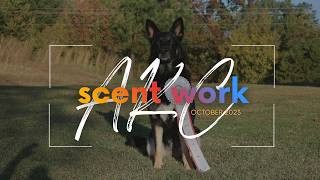 AKC Scent Work Trial - Novice Container, Interior, Exterior and Buried - High In Trial!! (Juneau)
