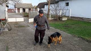 Почетак рада са псом     德国牧羊犬入门   Getting started with a German Shepherd