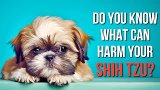5 Toxic Foods That Can Make Your Shih Tzu Sick