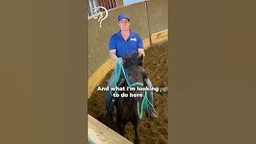 Speed Transitions On Your Gaited Horse! Part 8! | The Horse Guru-Michael Gascon