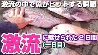 【チヌ・真鯛】激流に魅せられた2日間！激流で魚がヒットする瞬間とは？｜ I caught fish in the torrent sea.