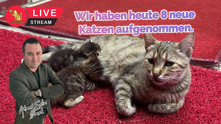 Wir haben heute 8 neue Katzen aufgenommen.