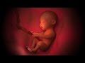 What can your unborn baby hear and feel in the womb?