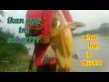 Ikan Baung terindah sungai Batang hari