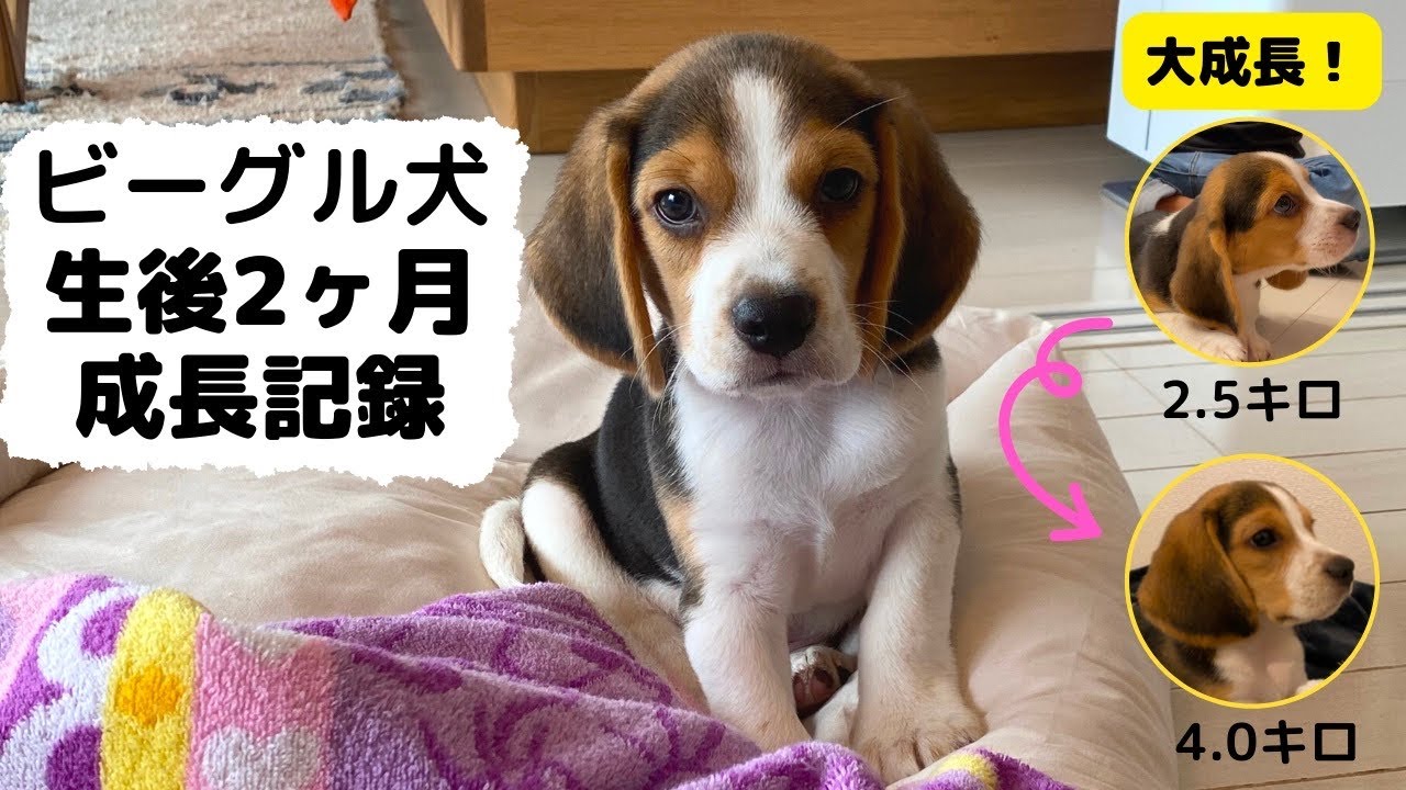 生後2ヶ月 成長記録】ビーグル犬 お迎えから約1ヶ月でこんなに大きく 