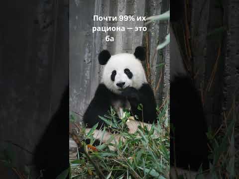 Таинственная панда #животные #calmshorts #хочуфакты #relax #природа #факты #youtubeshorts