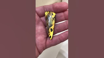 Montana Agate/Glass Doublet Cabochon