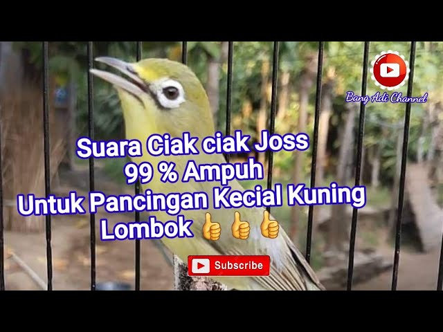 Suara Ciak ciak Joss 99 % Ampuh  // Masteran Kecial Kuning Lombok class=