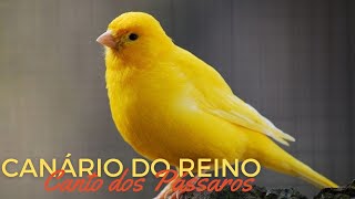 🐦CANTO DOS PÁSSAROS🐦 - CANÁRIO DO REINO