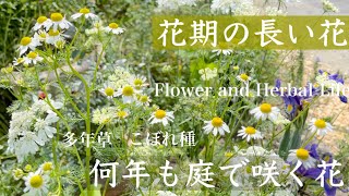 【ガーデニング】満足度の高いお花