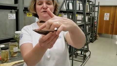 VIMS Nunnally Fish Collection