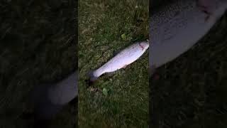 Santee Lakes | SoCal #fishing #fish #californiacity