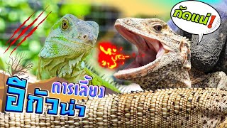 วิธีการเลือก เลี้ยงอีกัวน่า..! Choosing an iguana.