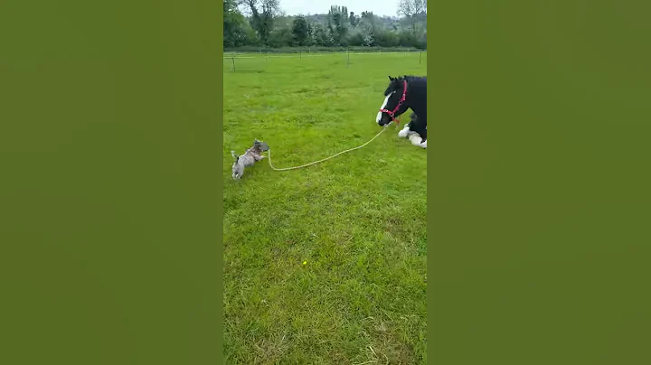 Energetic Dog and His Horse || ViralHog
