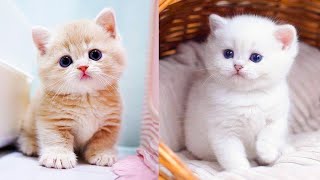 'Purr-fectly Adorable cats🐈: Whisking You Away with the Cutest Cat Videos Ever!' by Bow Wow Meow 18 views 4 months ago 45 seconds