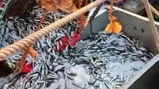 مركب صيد السردين يصطاد كمية مهمة من سمك لانشوبة او شطون بسواحل مدينة اكادير